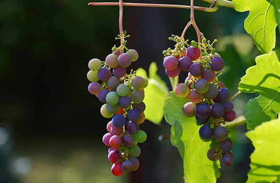 Les activités et loisirs autour de Lacanau. Deux grappes de raisins accrochées à une branches avec des feuilles vertes. Grains de couleurs différentes qui vont du vert au noir en passant par du rouge