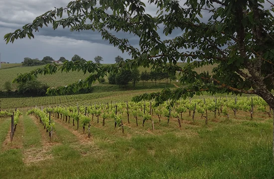 Les activités et loisirs autour de Lacanau. Au premier plan une branche d'arbre, au second plan un alignement de pieds de vigne, le tout dans un camaïeu de vert