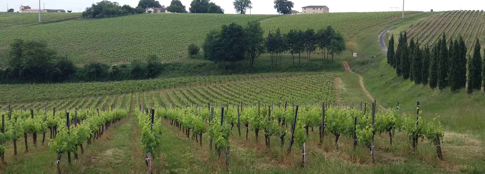 Les activités et loisirs autour de Lacanau. Vignoble bordelais